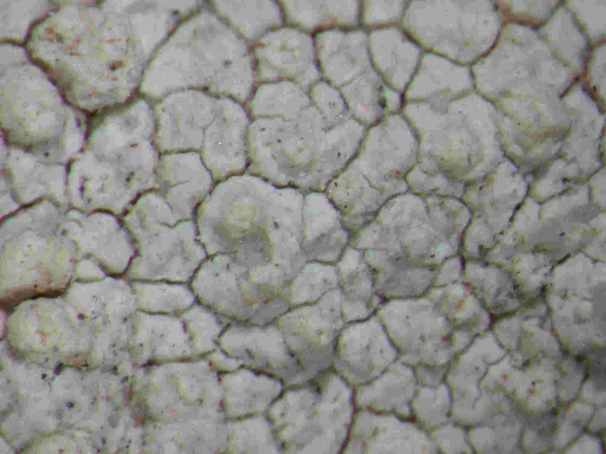 [Variolaria trachythallina]